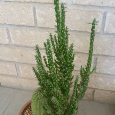 Austrocylindropuntia subulata