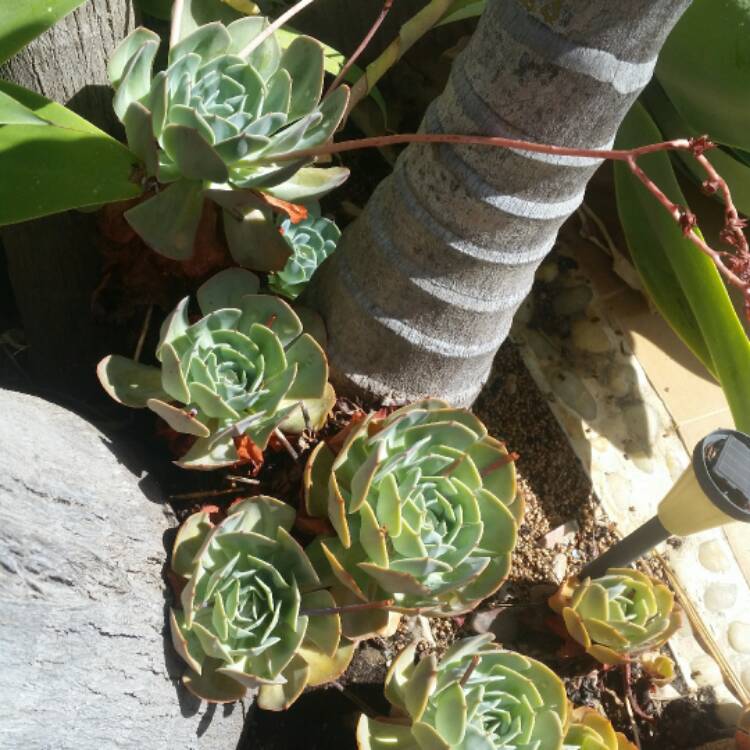 Plant image Echeveria Imbricata