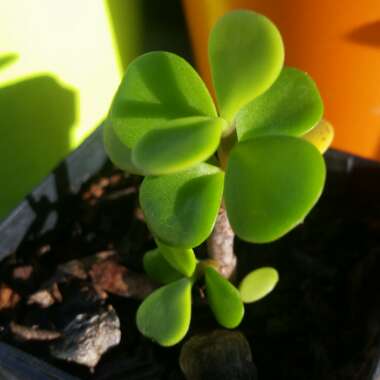 Portulacaria Afra