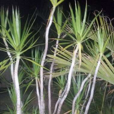 Dracaena marginata