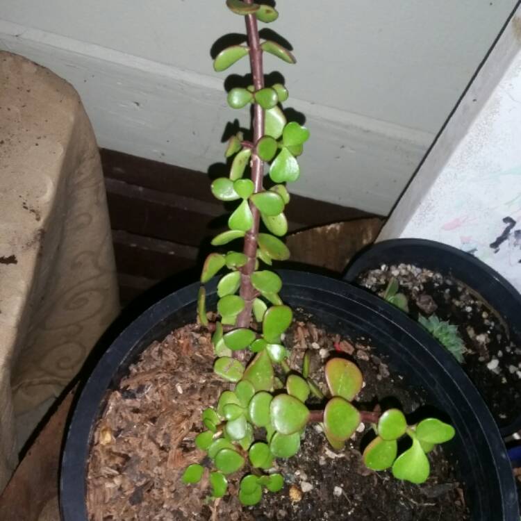 plant image 613710
