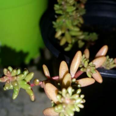 Sedum Album