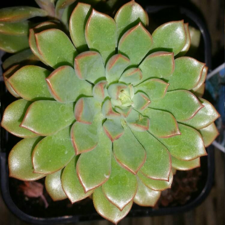 plant image 614523