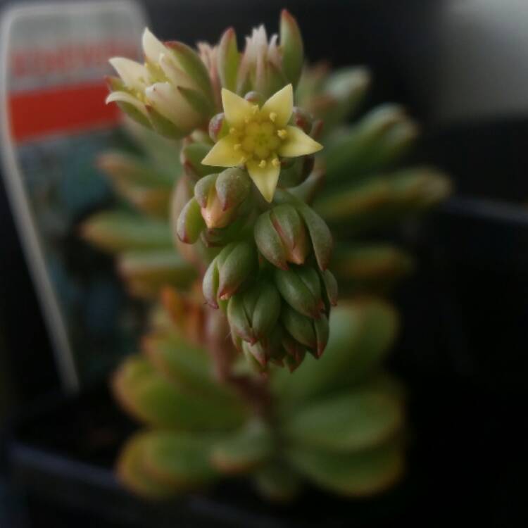 plant image 616116