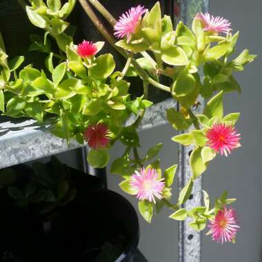 Aptenia cordifolia