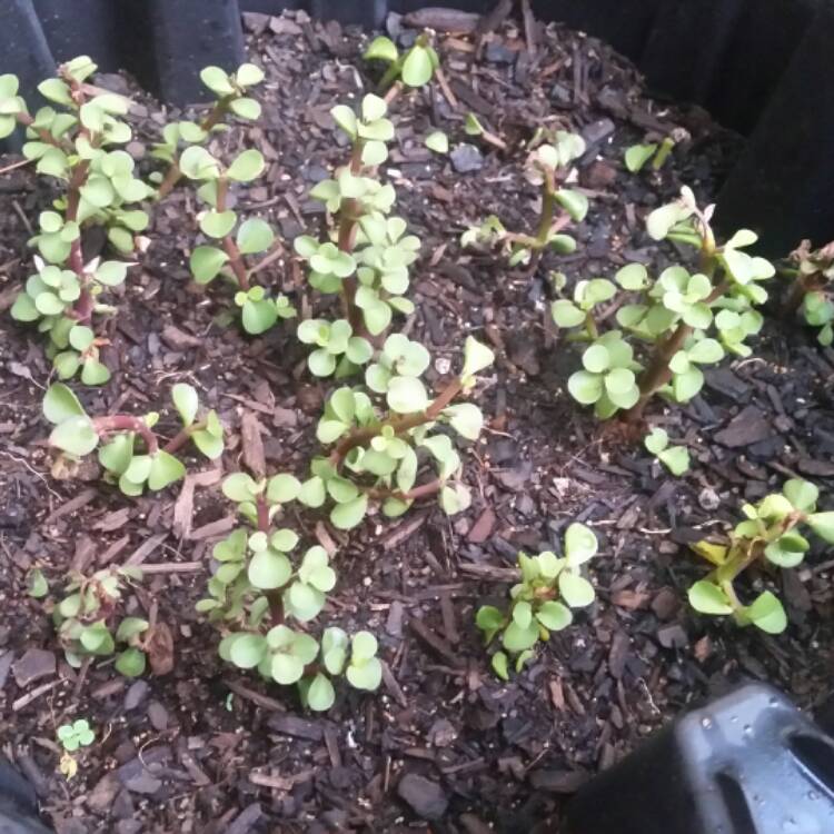 plant image 620220