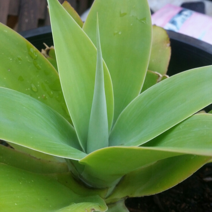 plant image 623935