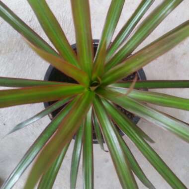 Dracaena marginata