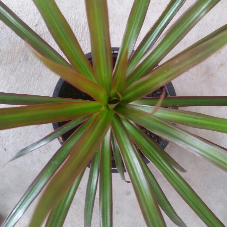 plant image 626466