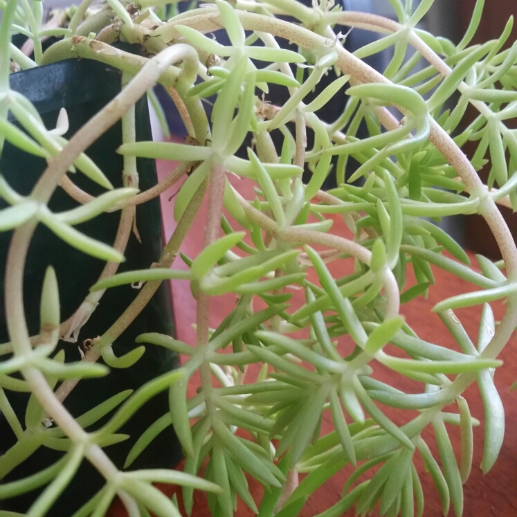 plant image 629825