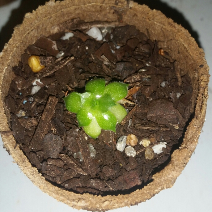 plant image 638162