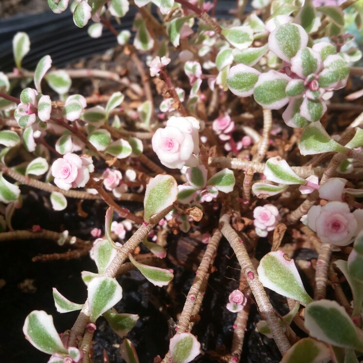 Plant image Sedum Spurium Tricolor