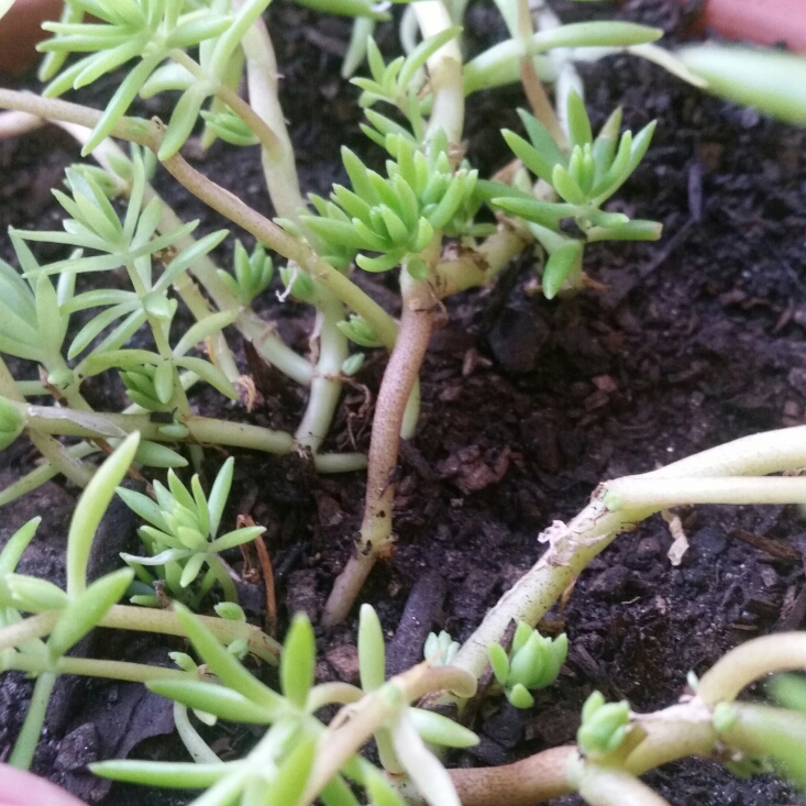 plant image 653715