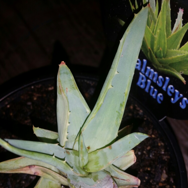 plant image 663154