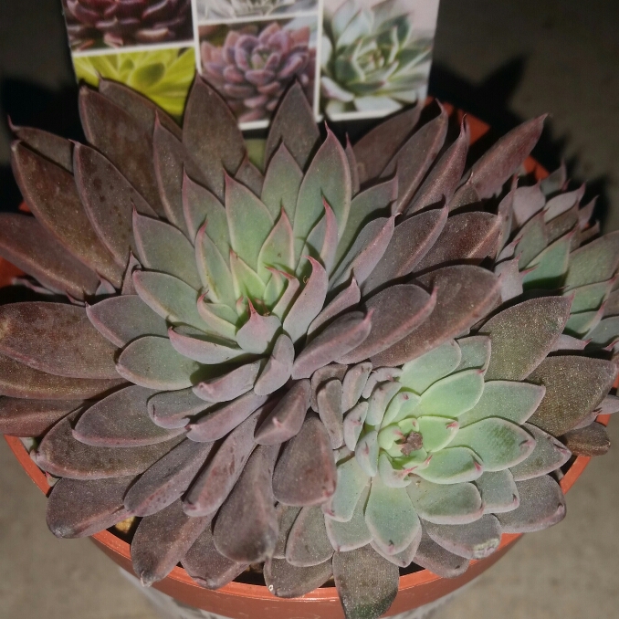 plant image 676167 plant image 676167