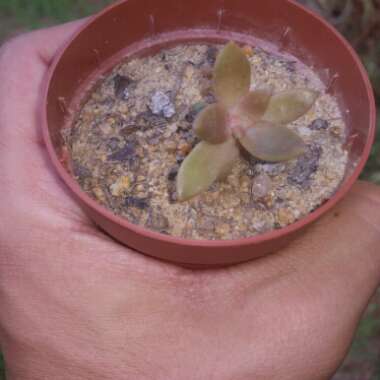 x Lenopetalum 'Chocolate'
