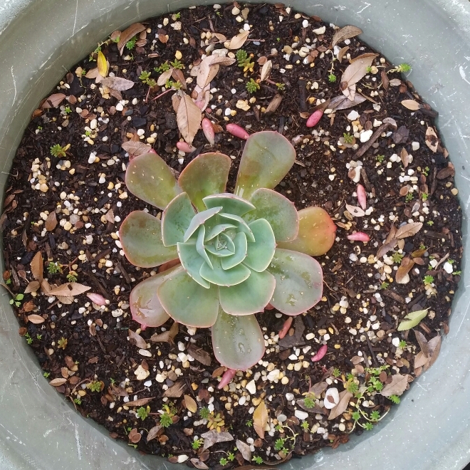 plant image 737305 plant image 737305