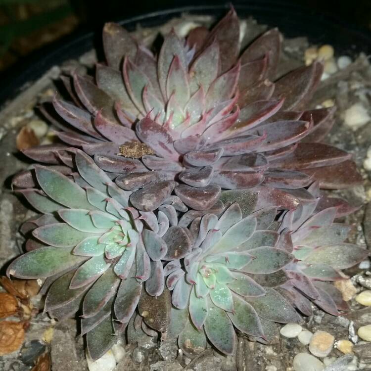 plant image 742181 plant image 742181