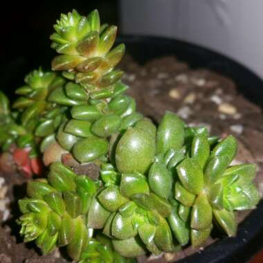 x Cremnosedum 'Little Gem'