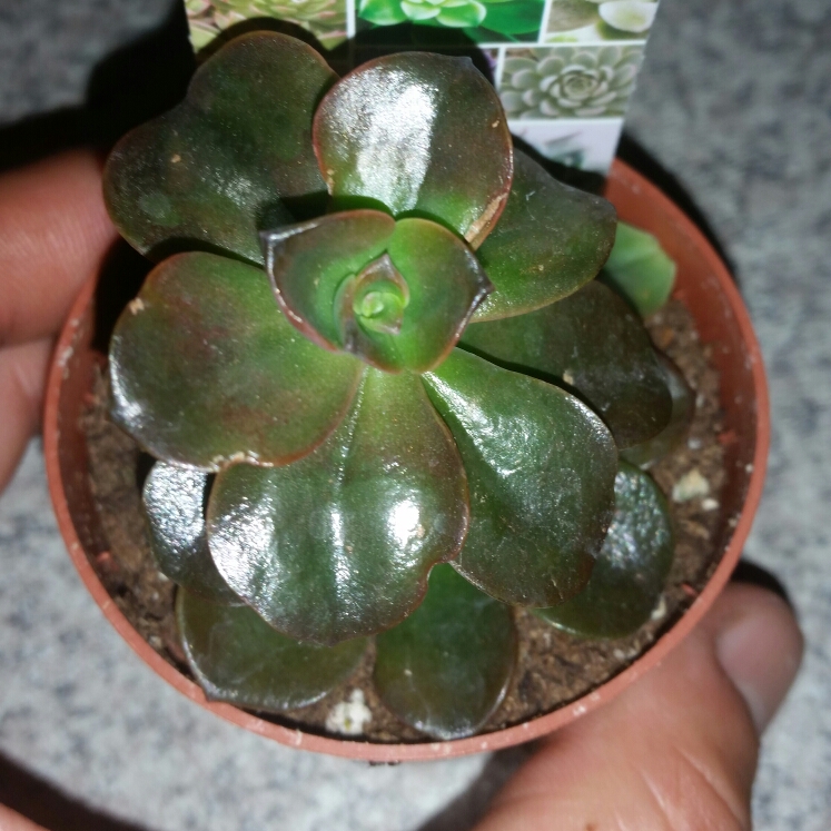 plant image 761308
