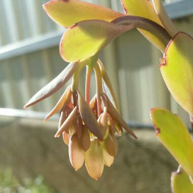 Kalanchoe Fedtschenkoi