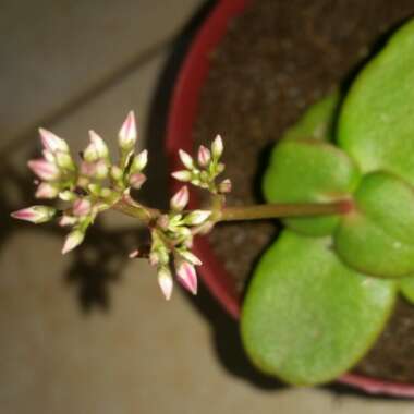 Crassula multicava