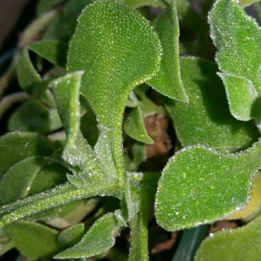 Mesembryanthemum crystallinum