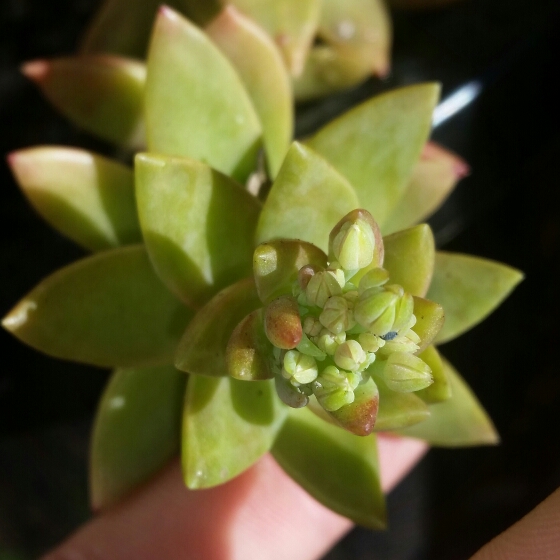 Plant image Sedum 'Pat's Pink' syn. Sedeveria 'Pat's Pink', Sedum 'Pam's Pink'