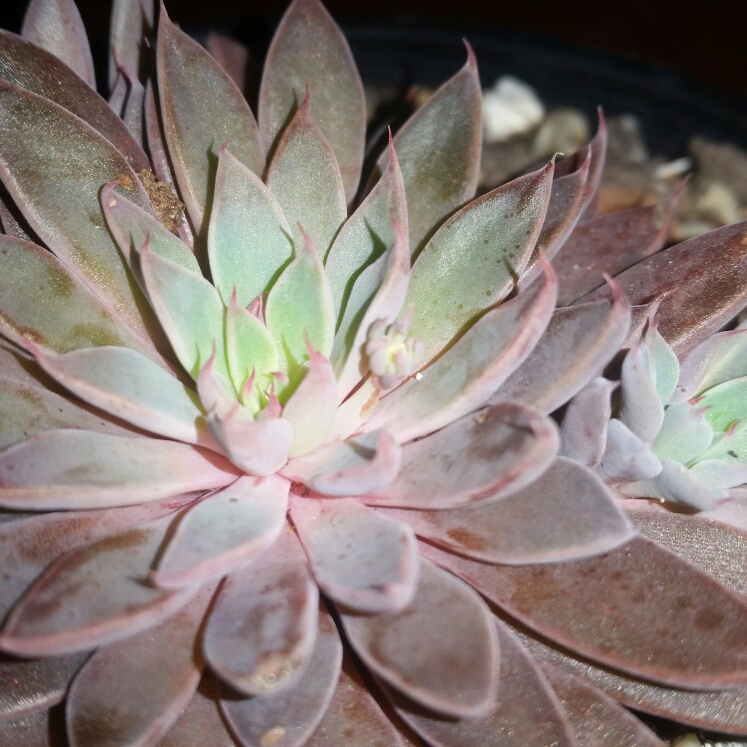 plant image 783359 plant image 783359