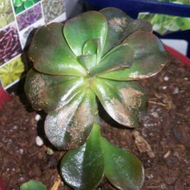 Echeveria Melaco