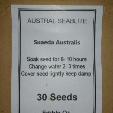 Suaeda Australis