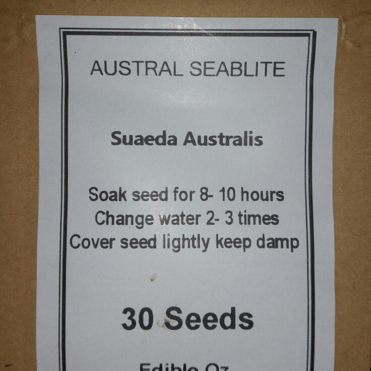 Plant image Suaeda Australis
