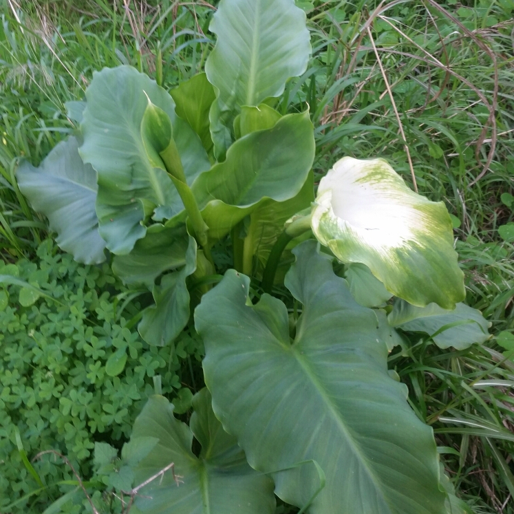 Plant image Zantedeschia aethiopica 'Green Goddess'
