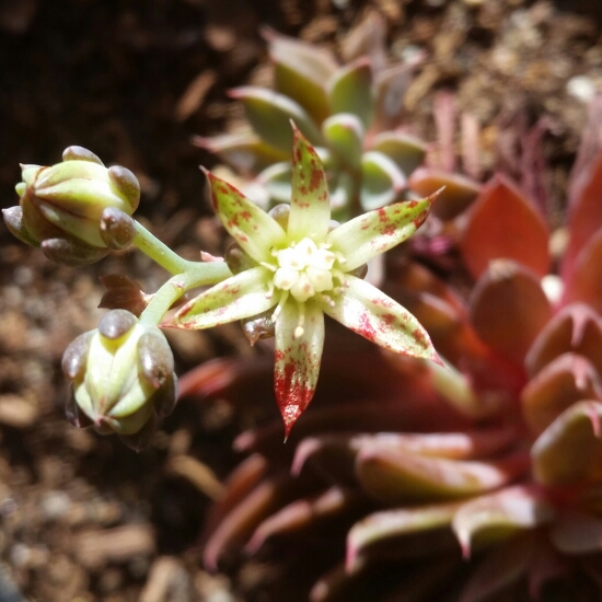 plant image 848381 plant image 848381