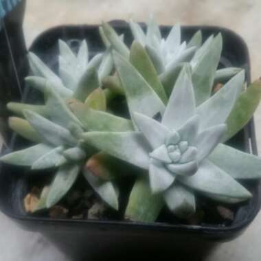 Dudleya gnoma 'White Sprite'