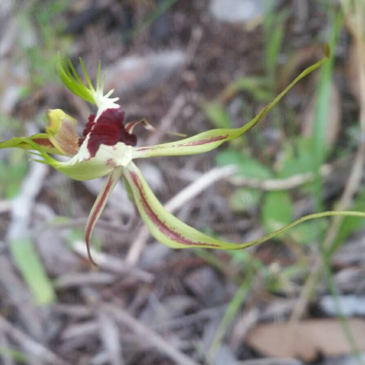 plant image 856437
