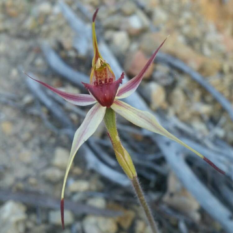 plant image 856439