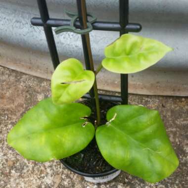 Hoya australis subsp. tenuipes