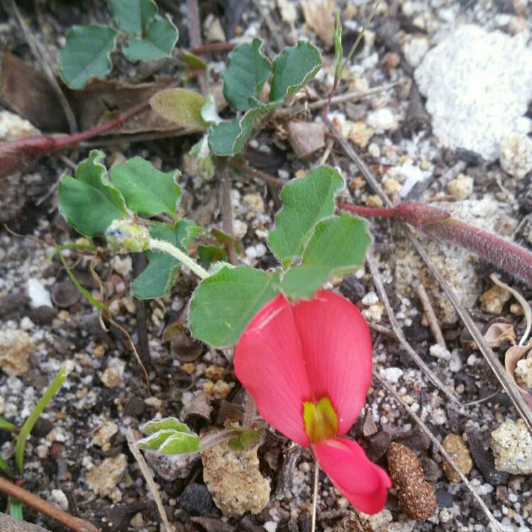 Plant image Kennedia prostrata 
