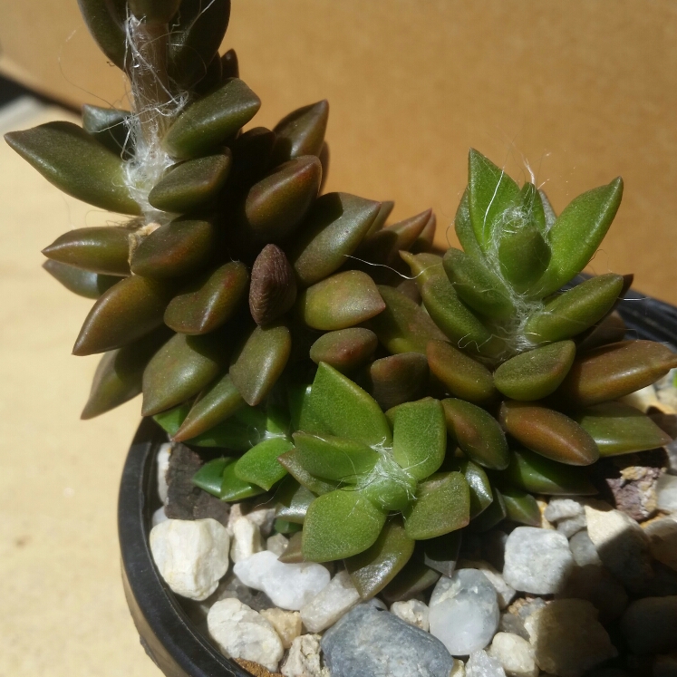 plant image 895432