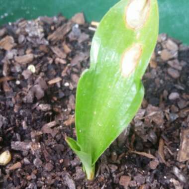 Doryanthes Palmeri
