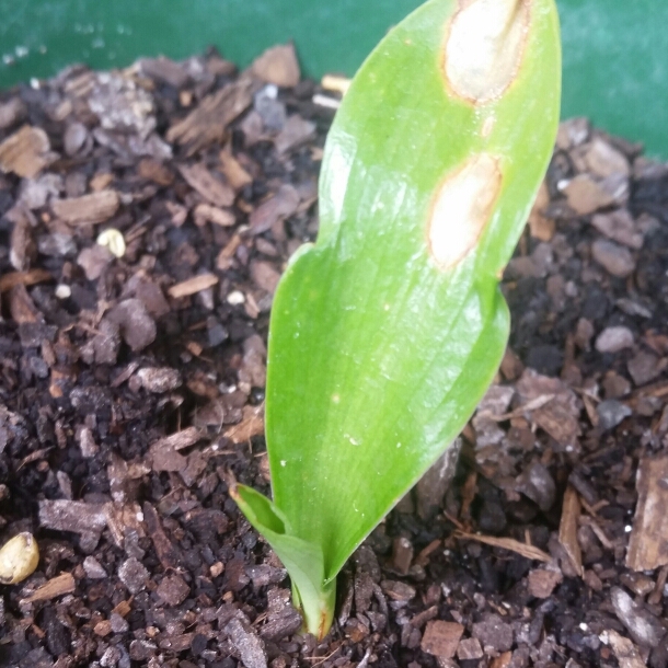 Plant image Doryanthes Palmeri