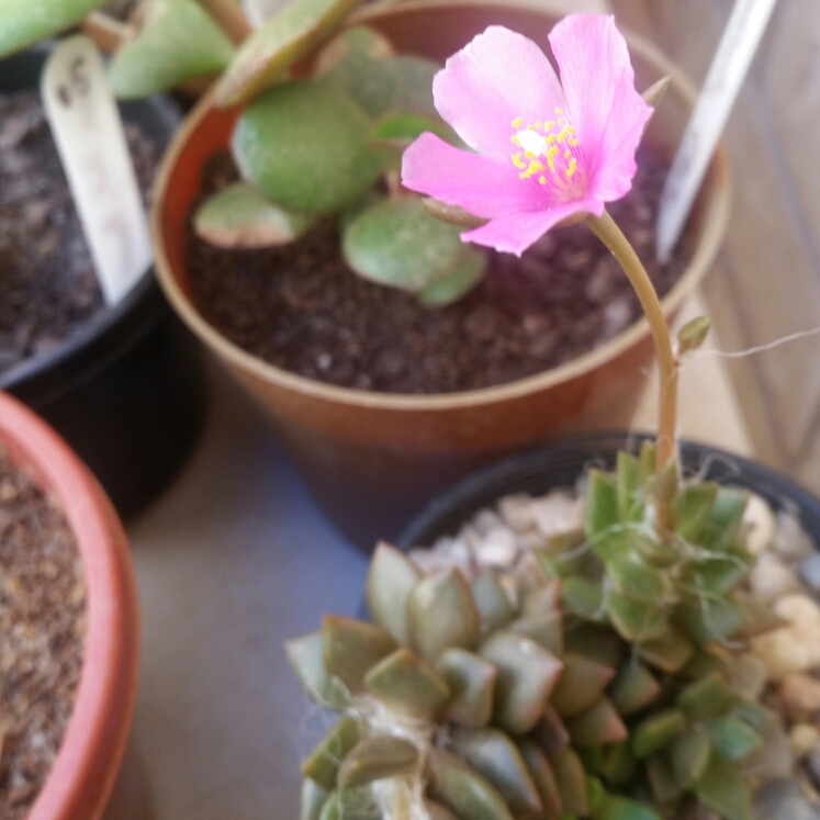 plant image 922817