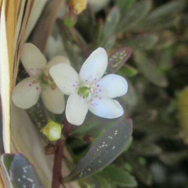 Myoporum Parvifolium