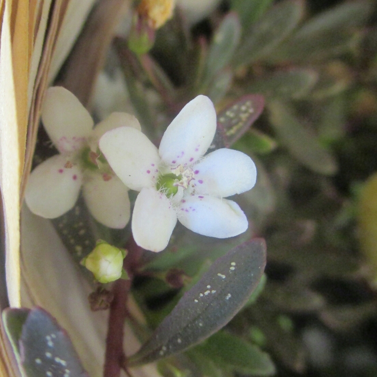 plant image 948100