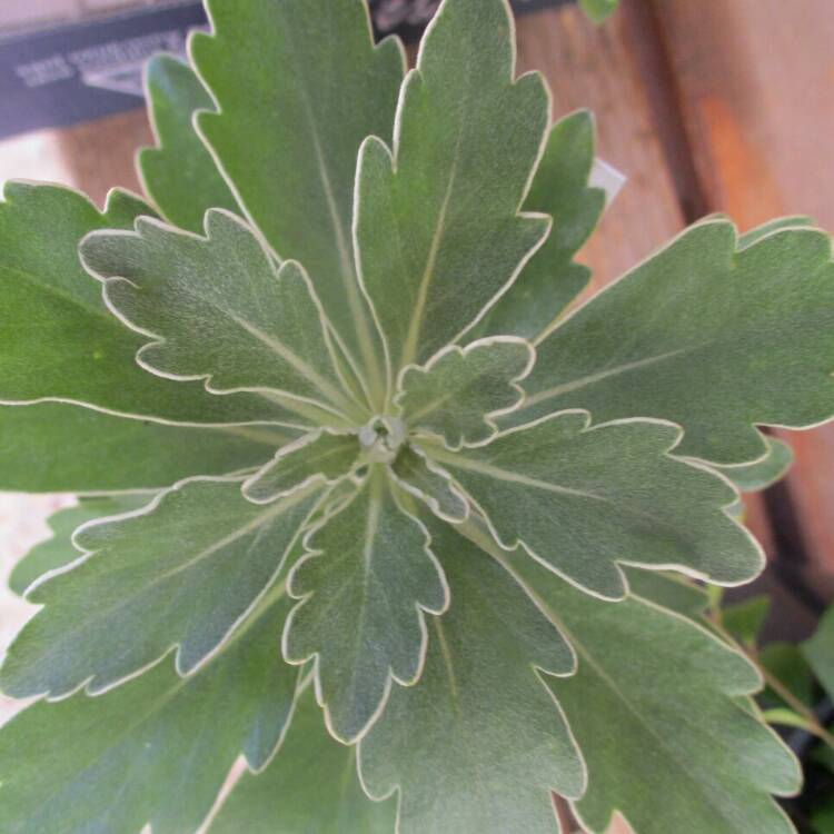 plant image 948108