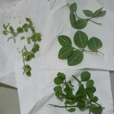 Dischidia nummularia