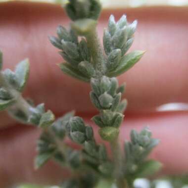 Maireana Oppositifolia 'Smokey'