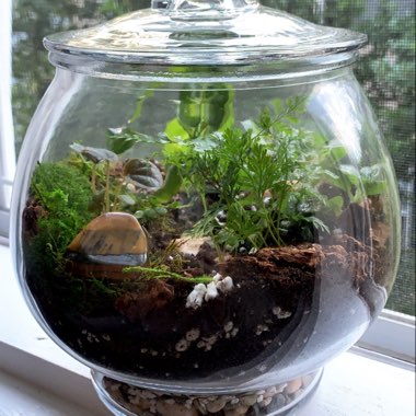 Addy's garden