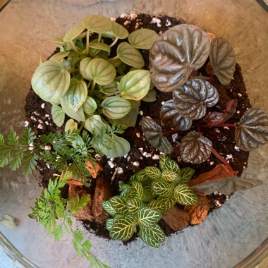 Addy's garden